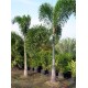 Foxtail Palm / Wodyetia bifurcata Foxtail Palm / Wodyetia bifurcata